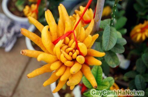 quả phật thủ