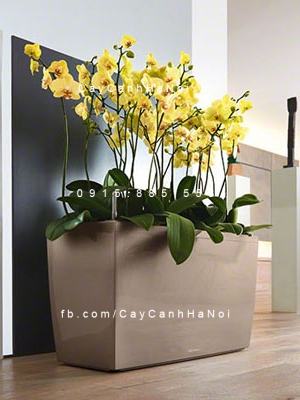 Chậu composite cao cấp