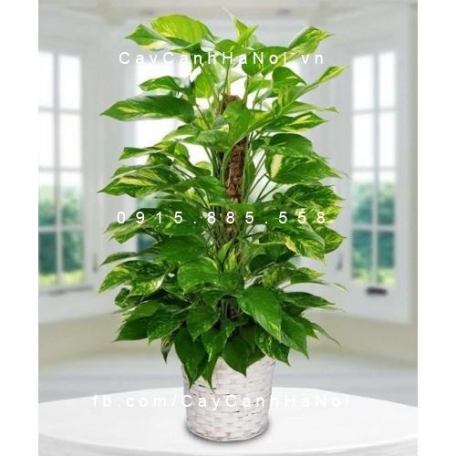 Cây Vạn Niên Thanh leo cột