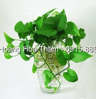 Cây Vạn Niên Thanh thủy canh