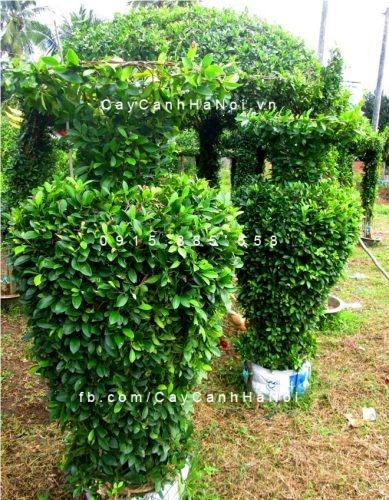 cay_gua_nghe_thuat_hinh_binh_hoa1