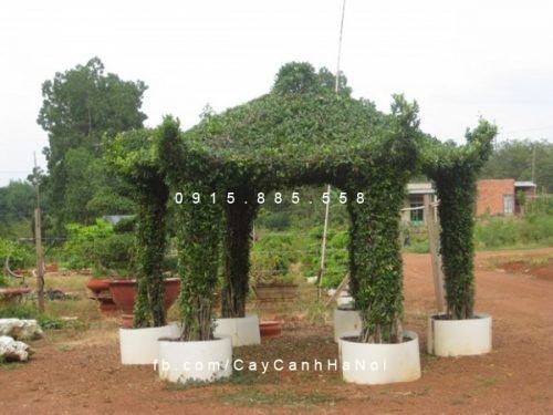 cay_gua_nghe_thuat_hinh_choi_luc_giac-3