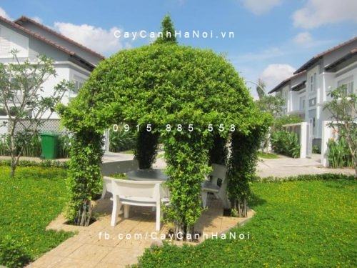cay_gua_nghe_thuat_hinh_choi_luc_giac-4