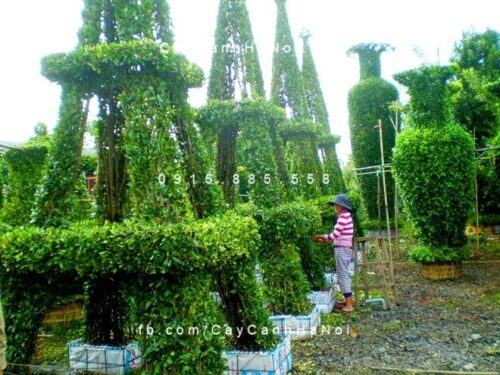 cay_gua_nghe_thuat_hinh_thap_eiffel