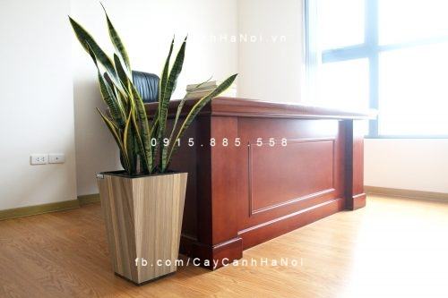 Chậu gỗ thông minh tự tưới