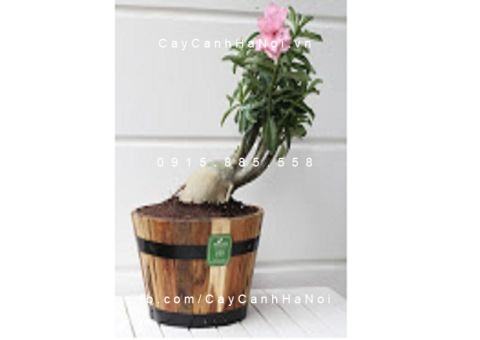 Chậu gỗ cao cấp