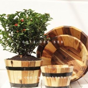 Chậu gỗ cao cấp