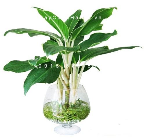 Cây cho người tuổi Tỵ Cây cho người tuổi Tỵ