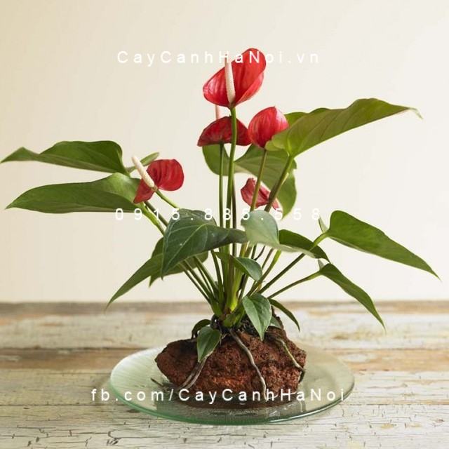 Cây cho người Tuổi Ngọ Cây cho người Tuổi Ngọ