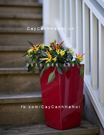 Chậu composite cao cấp