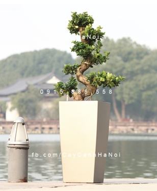 Chậu composite cao cấp
