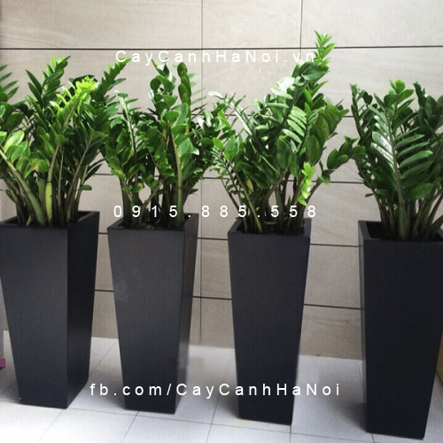 Chậu tự tưới cao cấp