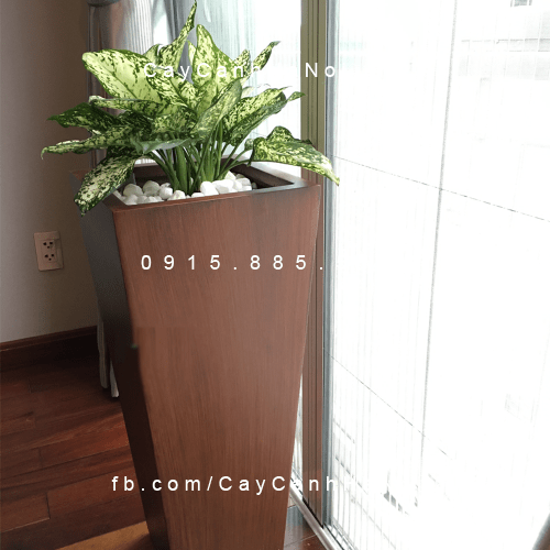 Chậu tự tưới cao cấp