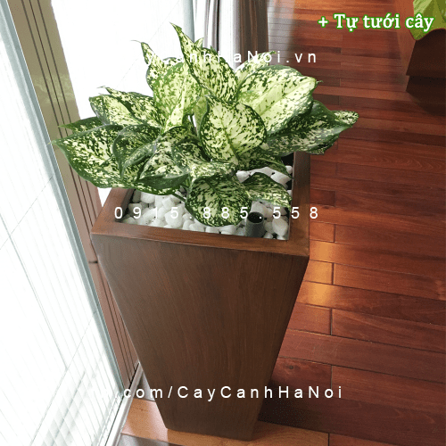 Chậu tự tưới cao cấp
