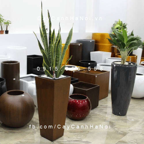 Chậu tự tưới cao cấp