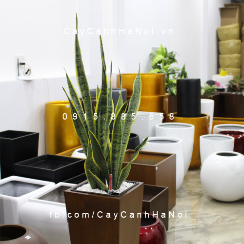 Chậu tự tưới cao cấp