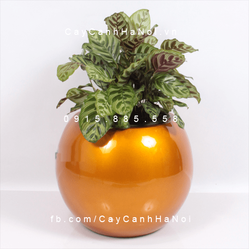 Chậu composite thông minh