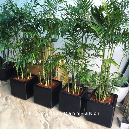 Chậu tự tưới composite