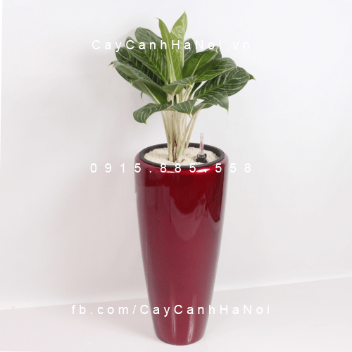 Chậu tự tưới