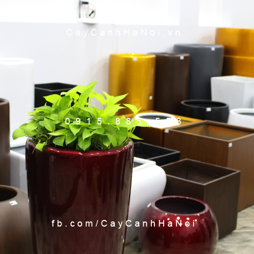 Chậu tự tưới