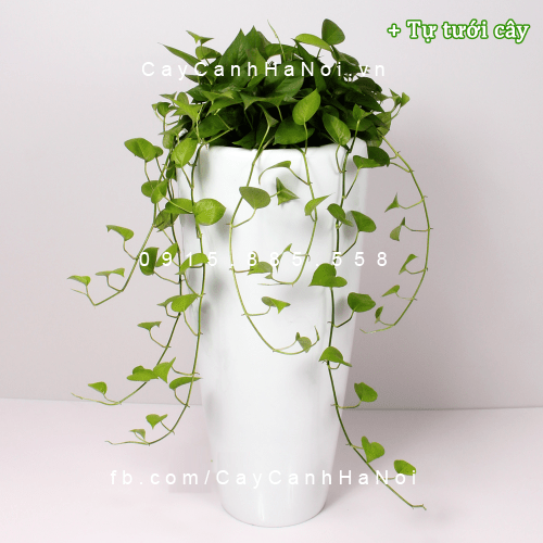 Chậu tự tưới
