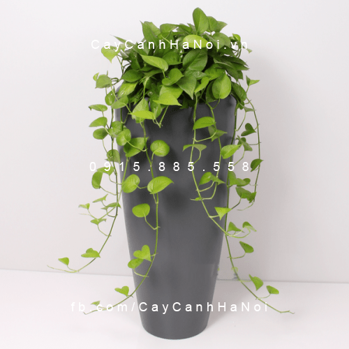 Chậu composite thông minh