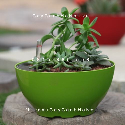 Chậu Composite tự tưới