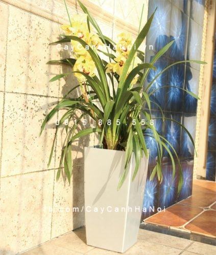 Chậu composite trồng cây tự tưới