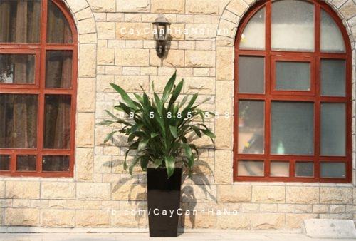Chậu composite trồng cây tự tưới