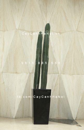 Chậu composite trồng cây tự tưới