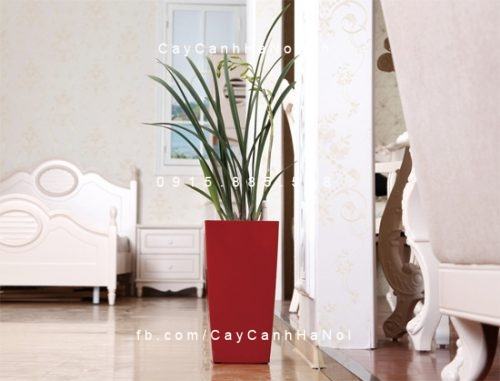 Chậu composite trồng cây tự tưới