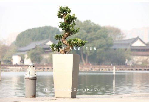 Chậu composite trồng cây tự tướ