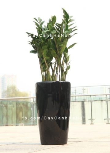Chậu trồng cây tự tưới