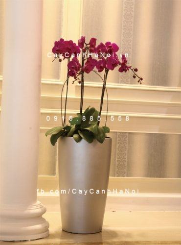 Chậu trồng cây tự tưới