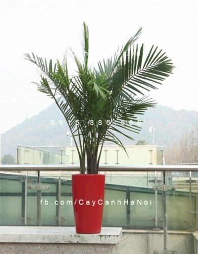 Chậu trồng cây tự tưới