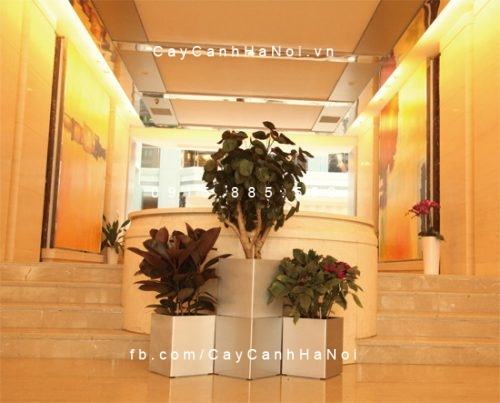 Chậu trồng cây thông minh