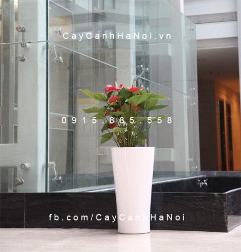 Chậu trồng cây thông minh