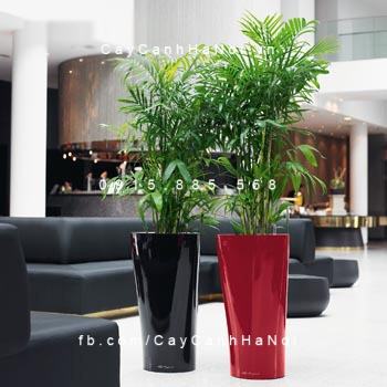 Chậu cây tự tưới