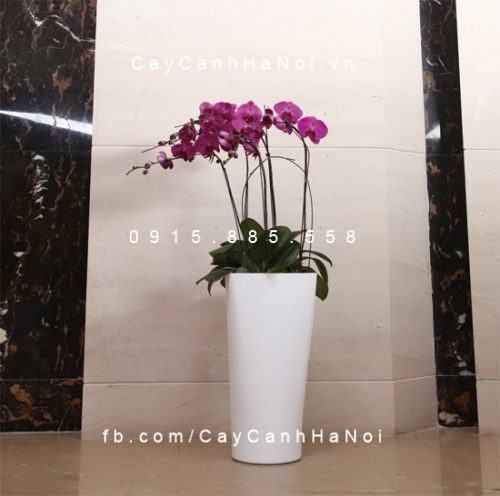 Chậu cây tự tưới