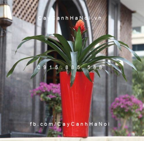 Chậu cây tự tưới