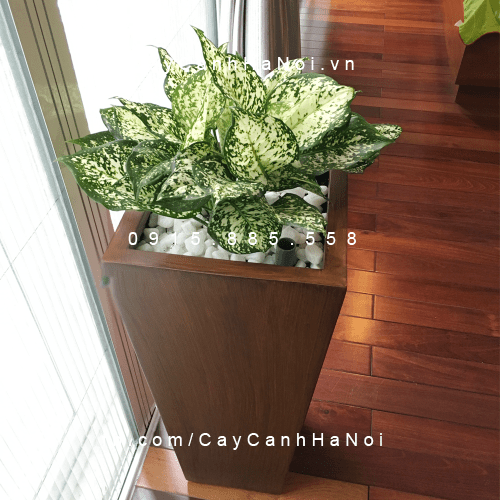 Chậu Composite Anber