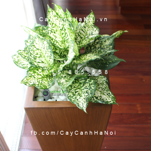 Chậu Composite Anber