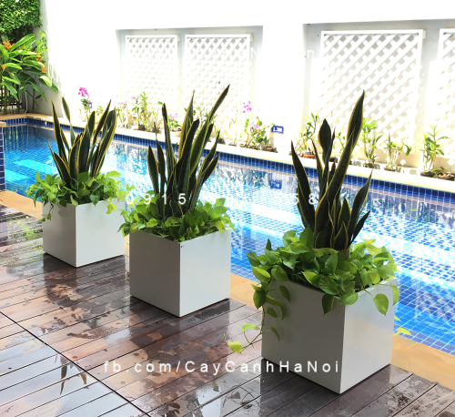 Chậu Composite Anber Chậu Composite Anber