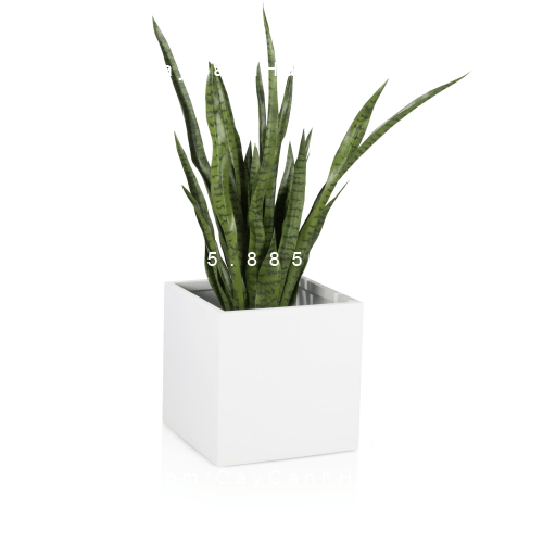 Chậu Composite Anber Chậu Composite Anber