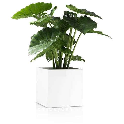 Chậu Composite Anber Chậu Composite Anber