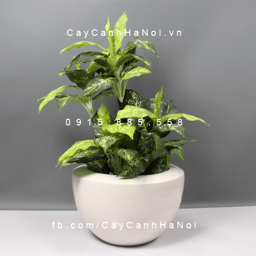 Chậu Composite Anber