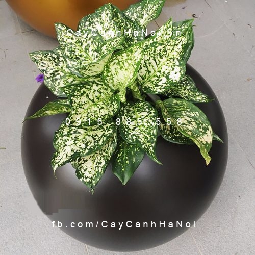 Chậu Composite Anber
