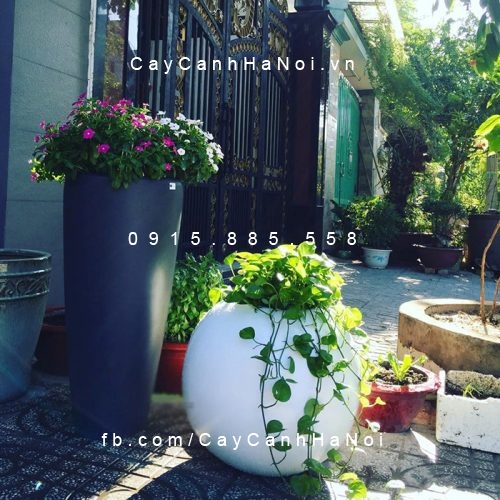 Chậu Composite Anber