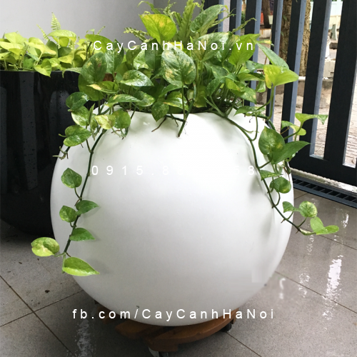 Chậu Composite Anber