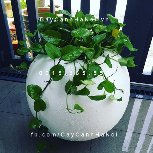 Chậu Composite Anber